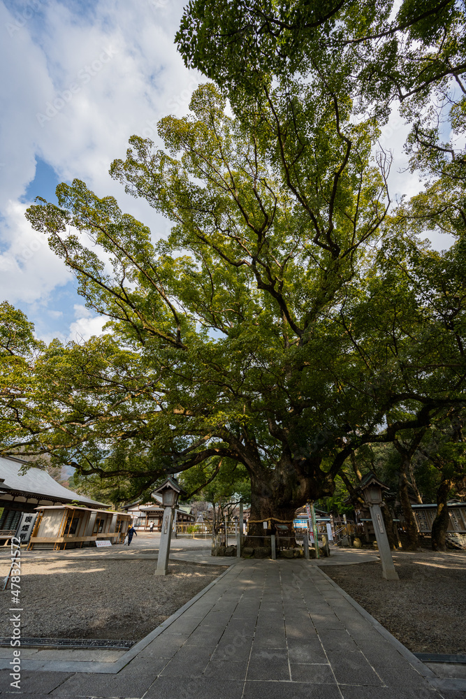 大麻比古神社 - 大楠