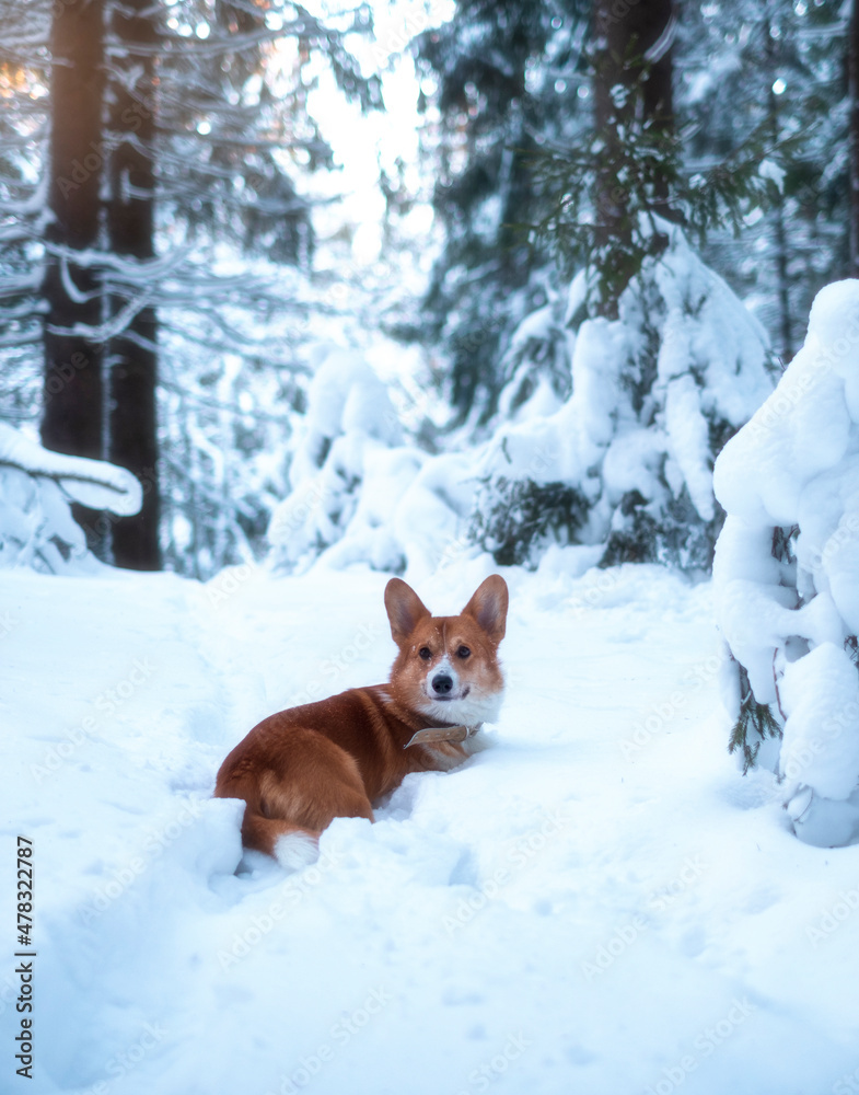 A cute red welsh corgi pembroke puppy dog walking along a snow-covered path against the backdrop of a frosty winter forest. . Looking into the camera.