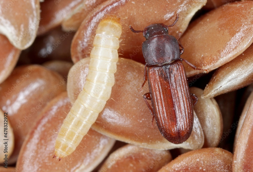 Larva and beetle of confused flour beetle Tribolium confusum known as a