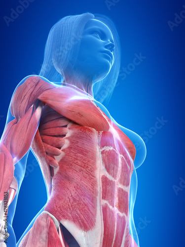 3d rendered illustration of the female muscle system
