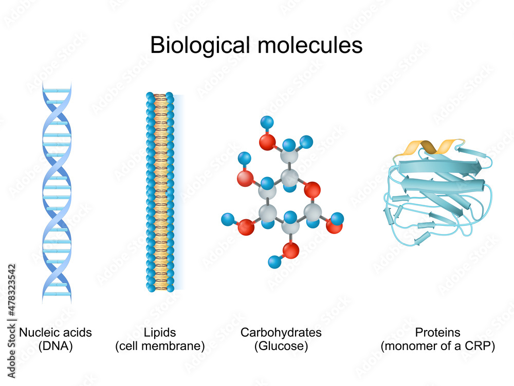 What Are The Differences Between Carbohydrates Lipids Proteins And 