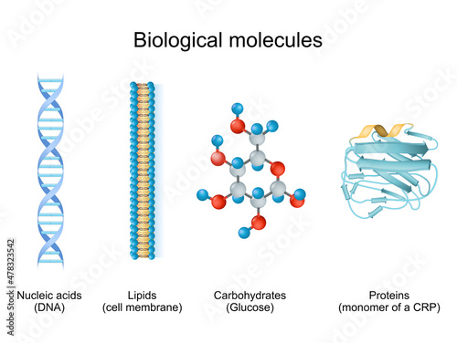 Types of biological molecule: Carbohydrates, Lipids, Nucleic acids and Proteins