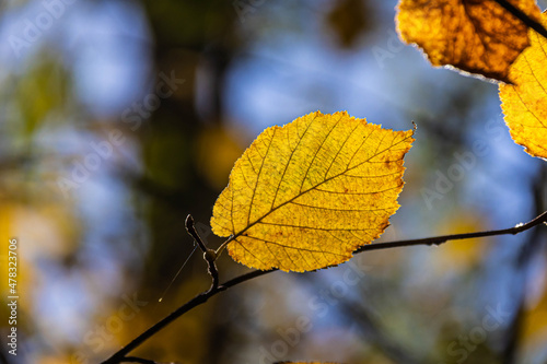 Detail of autumn leaves in their fall colors with a heavily bokeh background and sunlight and shadows.