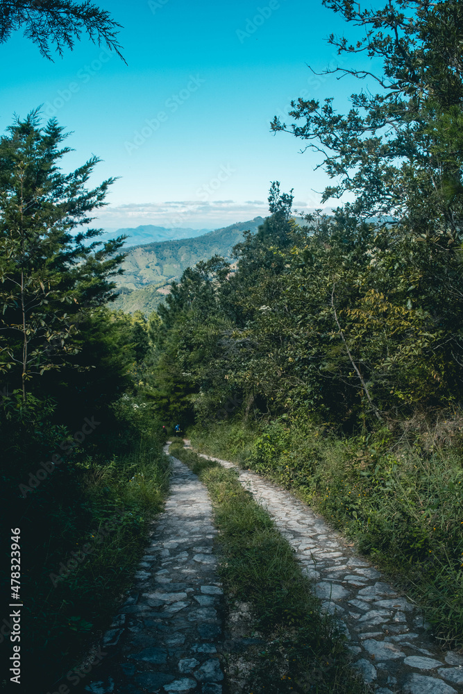 Fototapeta premium Road in the forest
