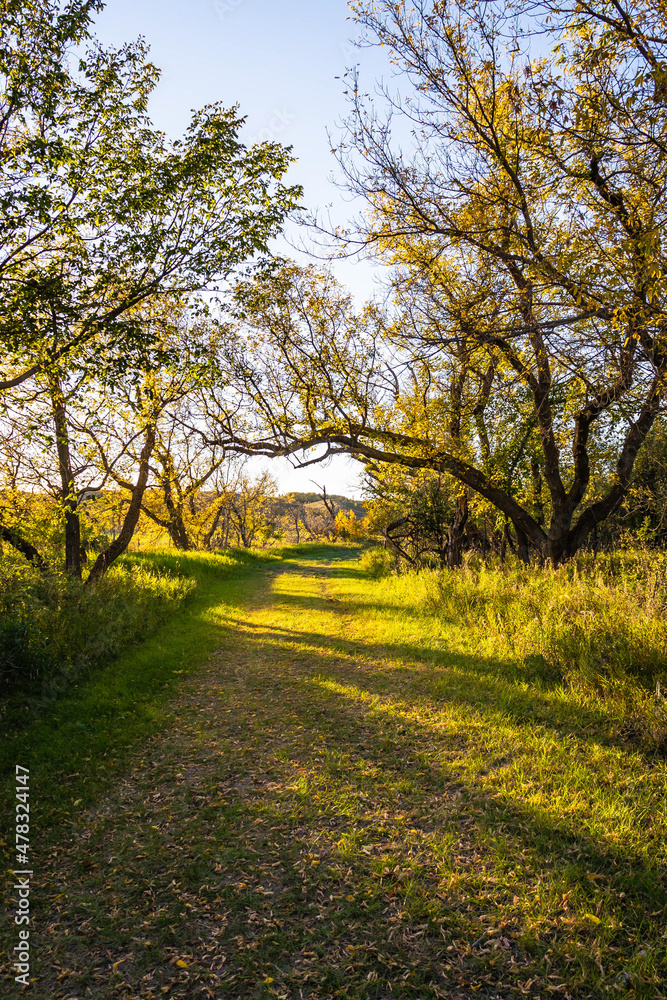 Naklejka premium A trail through the woods in Autumn in the Upper Souris National Wildlife Refuge in North Dakota.