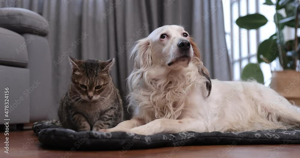 Cat and dog are sleeping together. Dog and cat friendship at home . Pets friendship and love cat and dog.