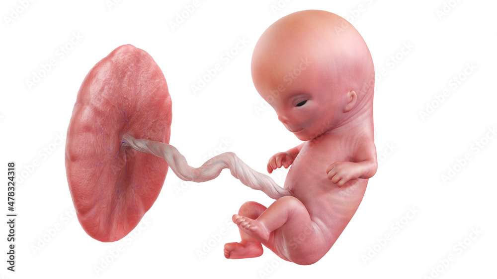 3d rendered medically accurate illustration of a human fetus - week 11 - obrazy, fototapety, plakaty 