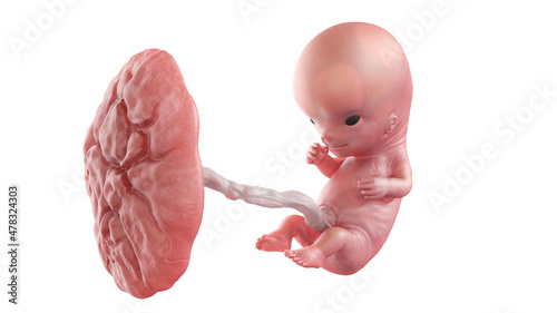 3d rendered medically accurate illustration of a human fetus - week 10 photo