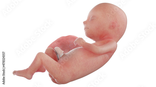 3d rendered medically accurate illustration of a human fetus - week 15 photo