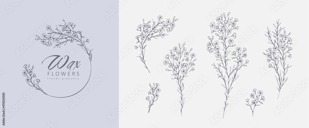 Obraz premium Waxflowers floral logo and branch set. Hand drawn line wedding herb, elegant leaves for invitation save the date card. Botanical rustic trendy greenery