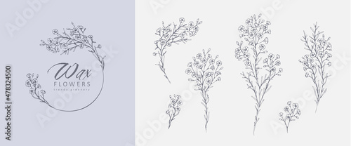 Waxflowers floral logo and branch set. Hand drawn line wedding herb, elegant leaves for invitation save the date card. Botanical rustic trendy greenery photo