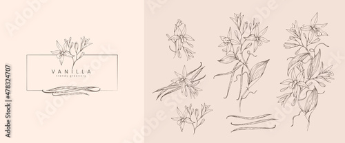 Vanilla pods flowers floral logo and branch set. Hand drawn line herb, elegant leaves for invitation save the date card. Botanical rustic trendy greenery
