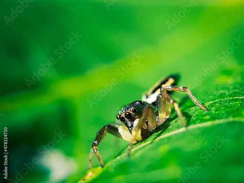 Jumping spider on leaves © EDY