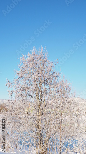 Tree in the cold of winter