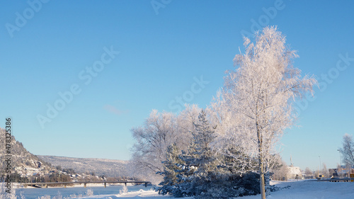 Winter landscape with trees