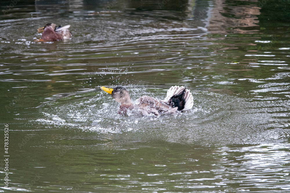 duck splashing around in the river