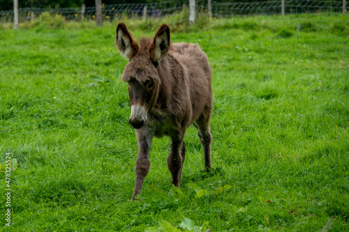 beautiful baby donkey with big ears