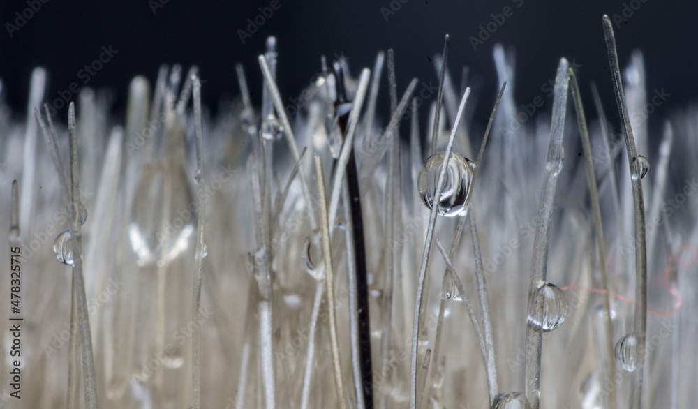 macro nature macro nature