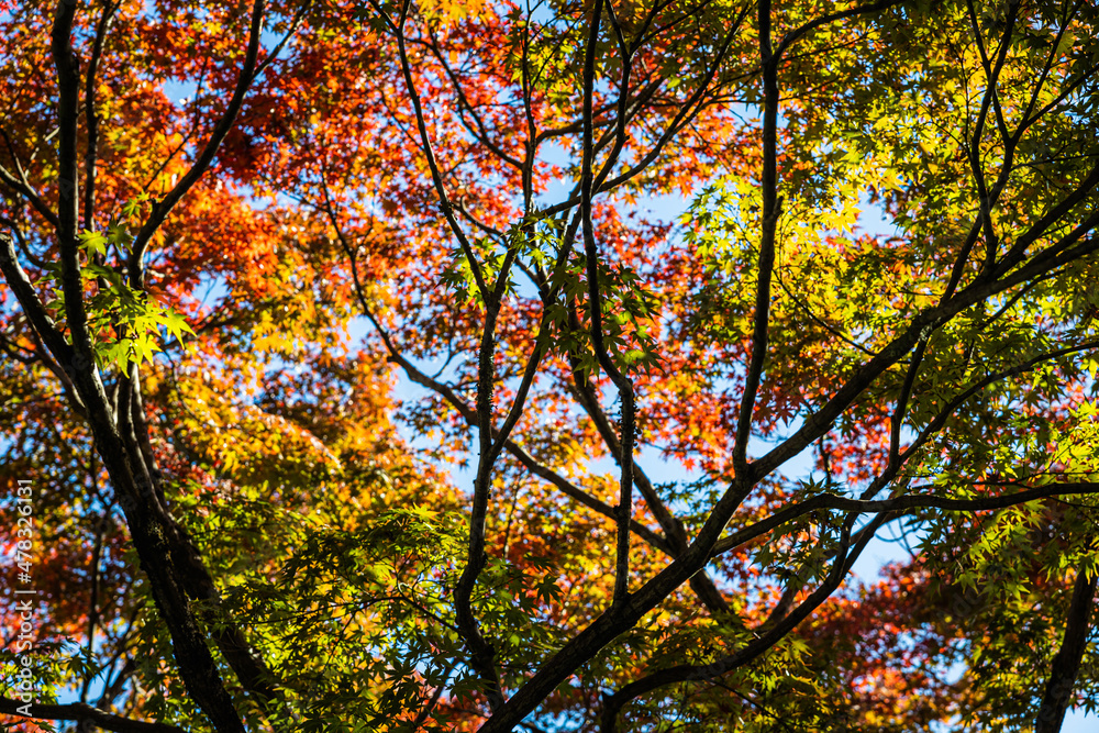 The brilliant colors of fall in Japan with sunlight on the grounds of the Tenryu-ji Temple.