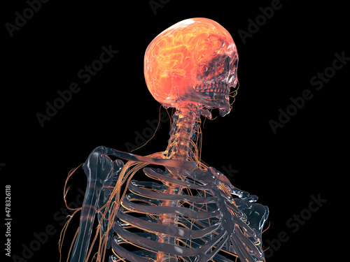 3d rendered illustration of the human brain photo