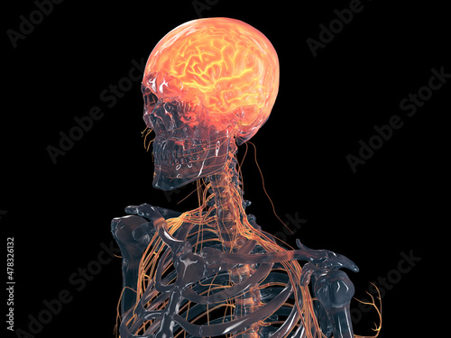 3d rendered illustration of the human brain photo