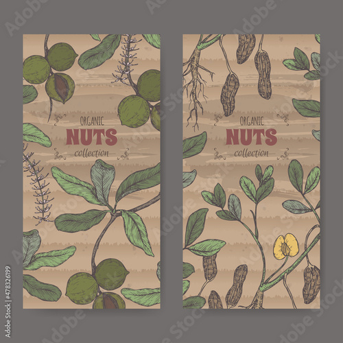 Two labels with Macadamia tetraphylla aka macadamia and Arachis hypogaea aka peanut branch and nuts color sketch.