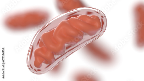 3d rendered illustration of mitochondria photo