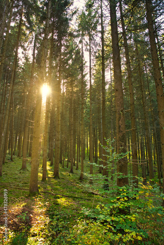 Sonne in einem sommerlichen Fichtenwald