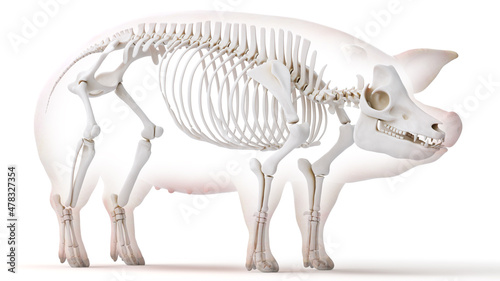 3d rendered illustration of the porcine anatomy - the skeleton © Sebastian Kaulitzki