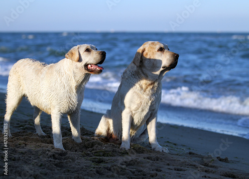 two yellow labradors playing at the seashore