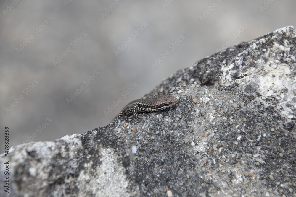 lizard on the stone