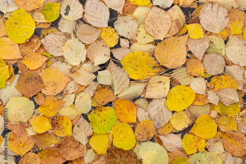 Wallpaper Mural Background of fallen autumn yellow leaves Torontodigital.ca