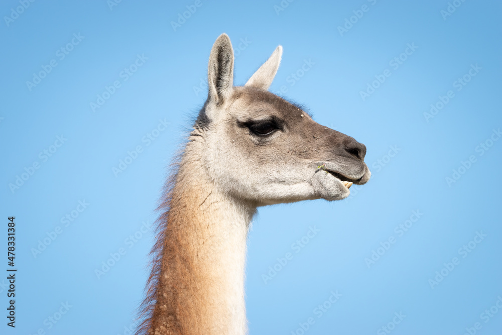 Guanaco at Torres del Paine Guanaco at Torres del Paine