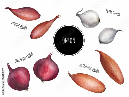 Photo Onion set watercolor, red onion, shallots, Florentine onions, Pearl onion