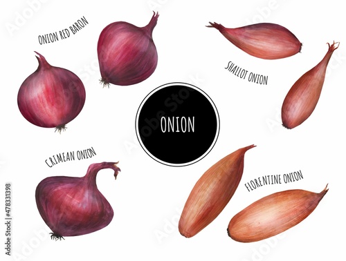 Fotografie, Obraz Onion set watercolor, red onion, shallots, Florentine onions, Crimean onions