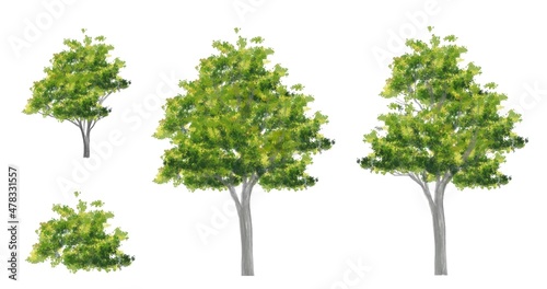 Collection of abstract watercolor green tree side view isolated on white background  for landscape and architecture layout drawing  elements for environment and garden