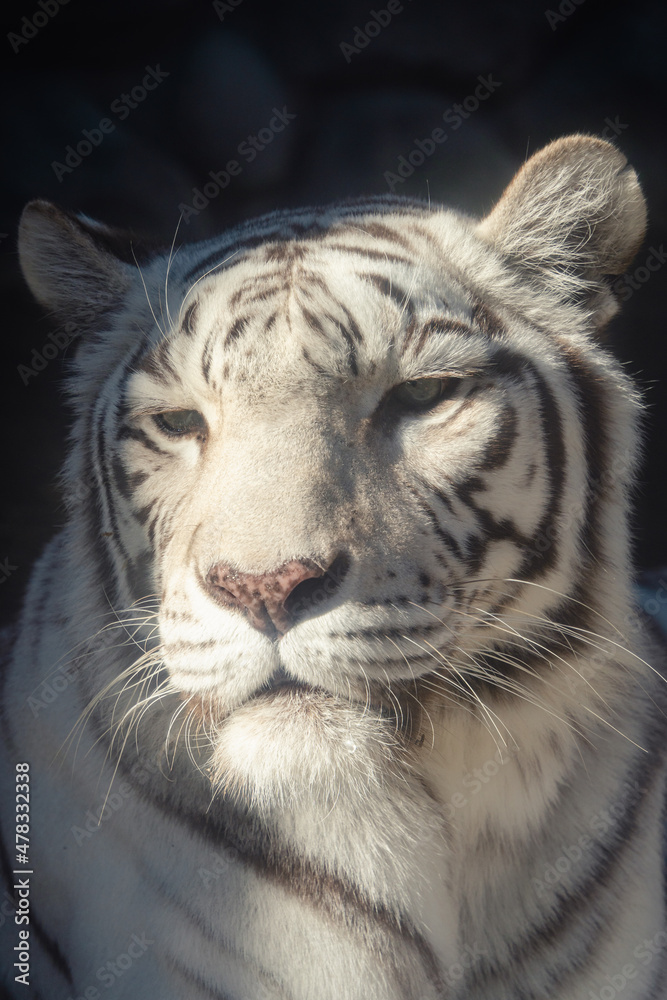 Obraz premium 動物園 ホワイトタイガー クローズアップ