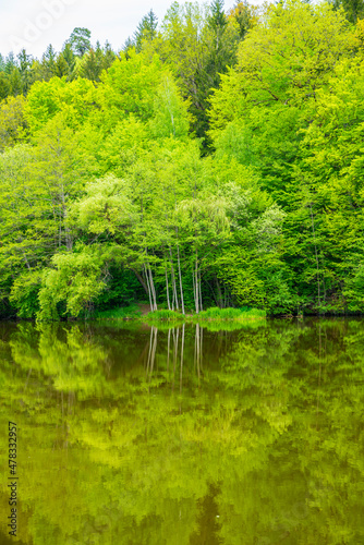 Germany, calm lake water mirroring green trees forest nature landscape and plants in jungle like paradise near lakeshore