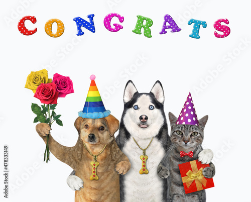 Two dogs and a gray cat are celebrating a birthday. Congrats. White background. Isolated.
