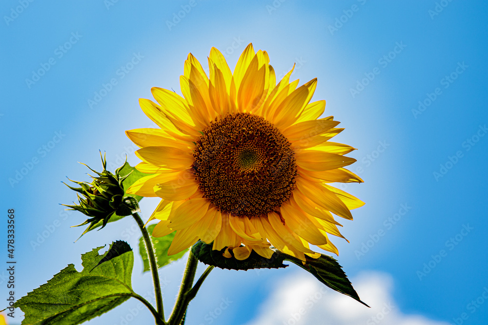 A large sunflower against a bright blue sky A large sunflower against a bright blue sky