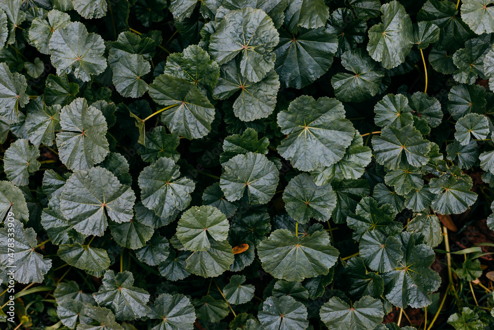 Abstract texture of green plants. Background for design. Abstract texture of green plants. Background for design.