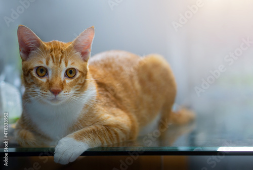 Orange cat is relaxing in the house.