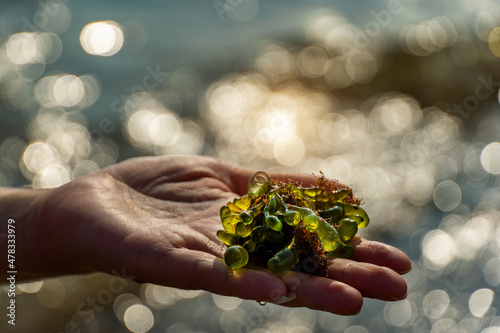 Asian woman hand hold seaweed from the sea. photo