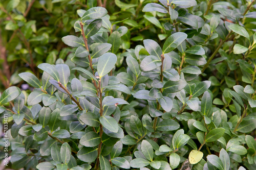 Japanese holly  (Ilex Crenata Caroline Upright) winter hardy and evergreen hedge plant that is resistant to the boxwood moth and boxwood caterpillar photo