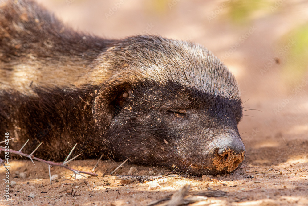 Fototapeta premium Honey Badger in the Kgalagadi