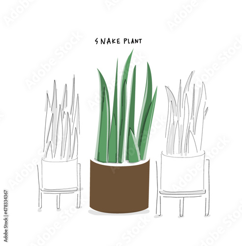 House plants. Indoor plants with purifying air and easy care. Hand drawn vector art cartoon doodle | snake plants | Graphic element, healthy lifestyle,  photo