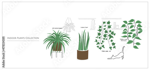 House plants collection set. Indoor plants with purifying air. Hand drawn vector art cartoon doodle   Spider Plants, Snake Plants, Ivy, Pathos in a room.  © Mizuho