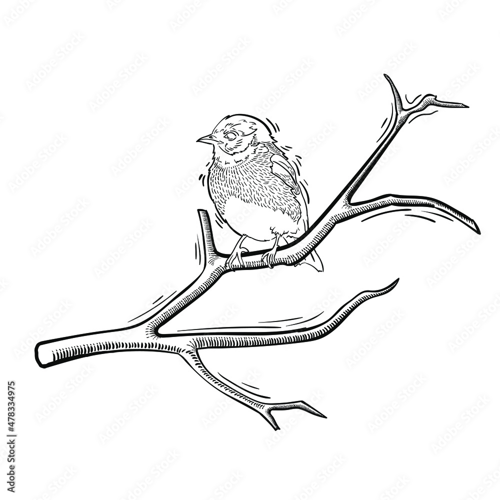 Vector bird illustration. Little song bird sitting on a tree branch