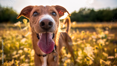 Playful happy smiling dog standing on a field in the sunset  summer  golden hour