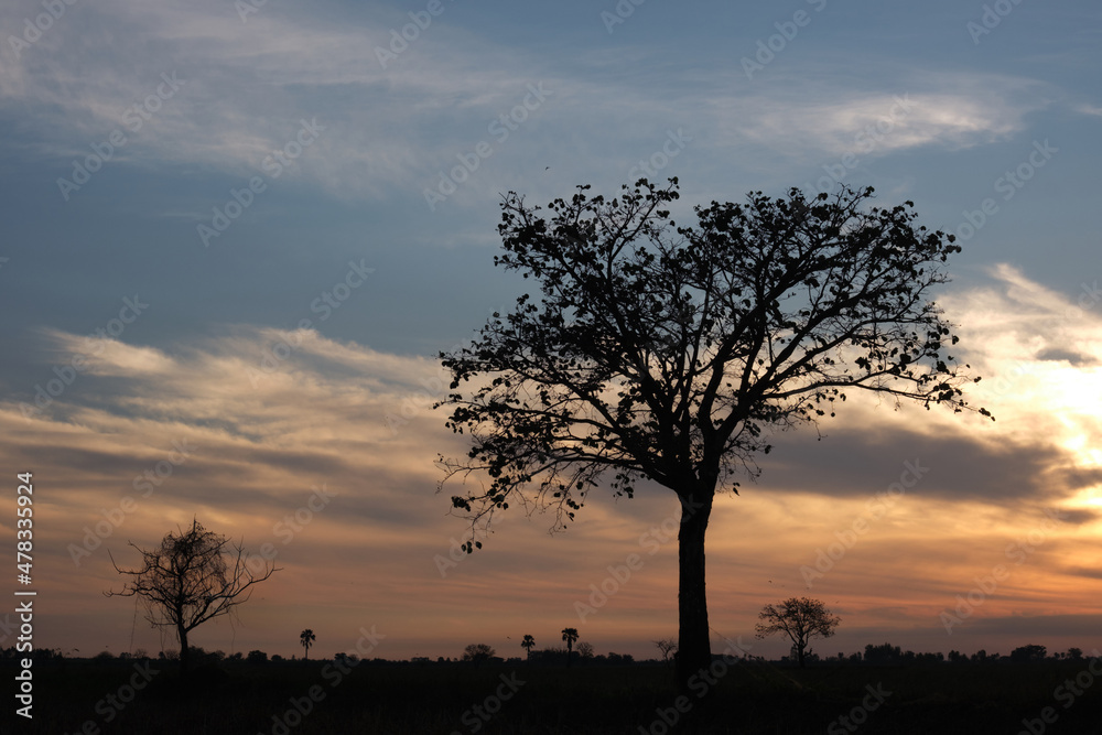 Fototapeta premium silhouette tree with beautiful sunrise sky background